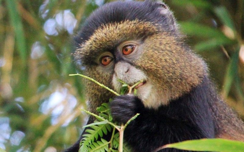 15 days best of rwanda, golden monkey trekking in rwanda, rwanda golden monkey trekking, golden monkey trekking safaris in rwanda