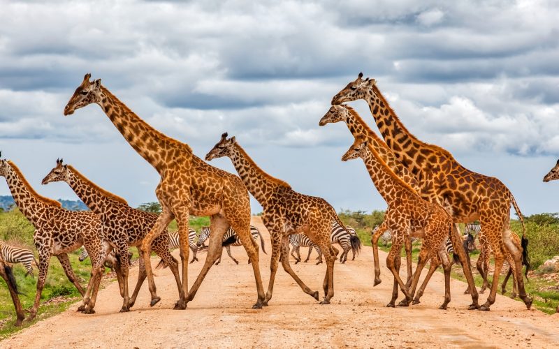 2 Days Akagera National Park Safari and Boat Ride Adventure, 3 Days Akagera National Park Adventure and Kigali City Tour, 7 Days Wildlife and Primate Safari Rwanda