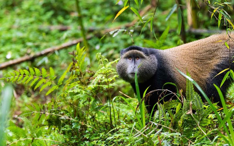 1 Day Gorilla Trekking Safari in Rwanda