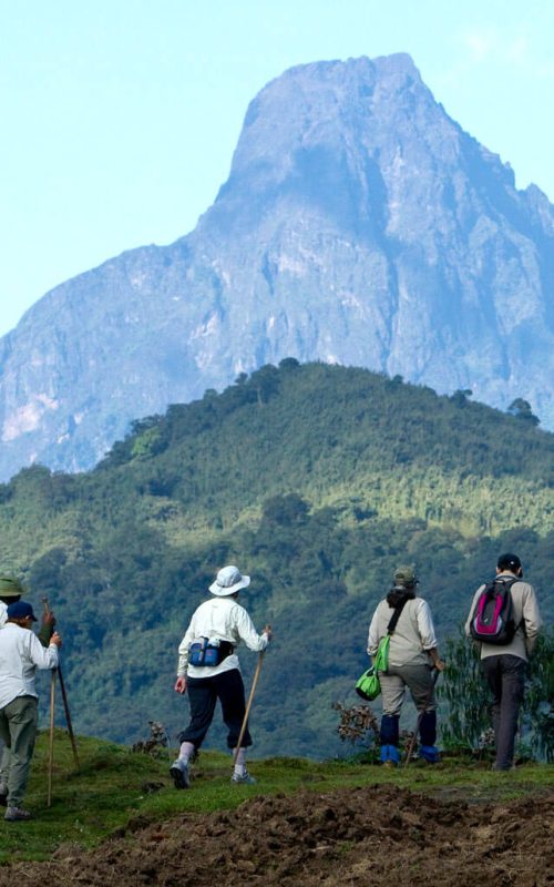 Rwanda safaris including gorilla trekking, Trekking the Gorillas in Rwanda, Mountain gorilla trekking in Rwanda, 1 Day Gorilla Trekking Safari in Rwanda, 3 Days Gorilla and Golden Monkey Trekking in Rwanda, Rwanda Safaris