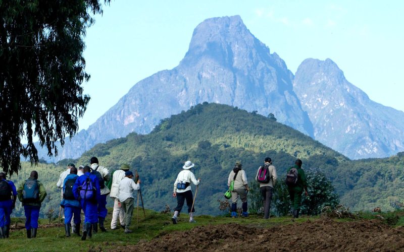 Rwanda safaris including gorilla trekking, Trekking the Gorillas in Rwanda, Mountain gorilla trekking in Rwanda, 1 Day Gorilla Trekking Safari in Rwanda, 3 Days Gorilla and Golden Monkey Trekking in Rwanda, Rwanda Safaris, 4 Days Rwanda Gorilla Safari
