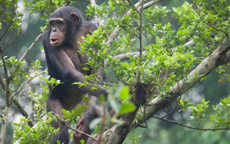 3 Days Nyungwe Chimpanzee Trek and Canopy Walkway