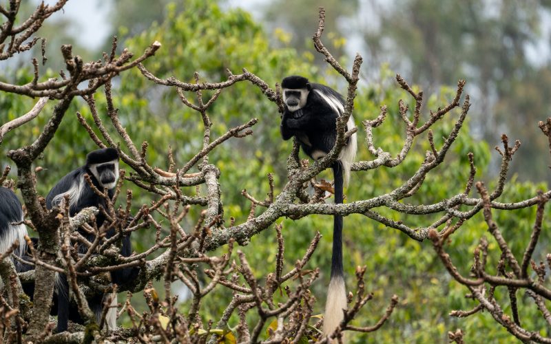 Budget friendly safaris in Rwanda, Colobus Monkey Trekking in Nyungwe National Park, 3 Days Nyungwe Chimpanzee Trek and Canopy Walkway