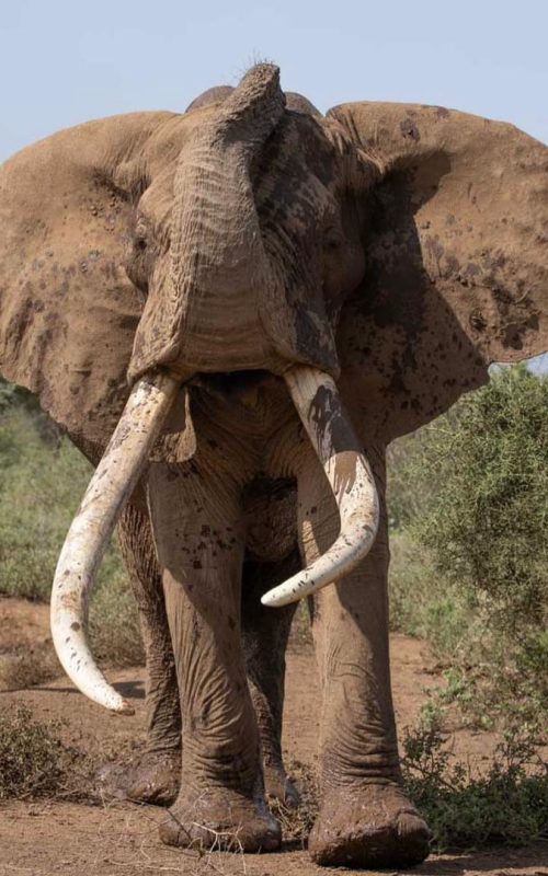 1 Day Akagera National Park Adventure, 5 Days Akagera Big 5 Safari & Cultural Tour Rwanda