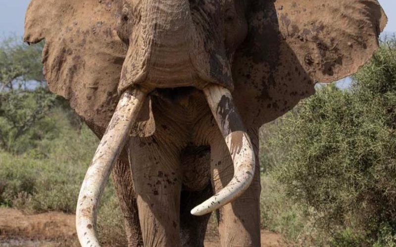 1 Day Akagera National Park Adventure, 5 Days Akagera Big 5 Safari & Cultural Tour Rwanda