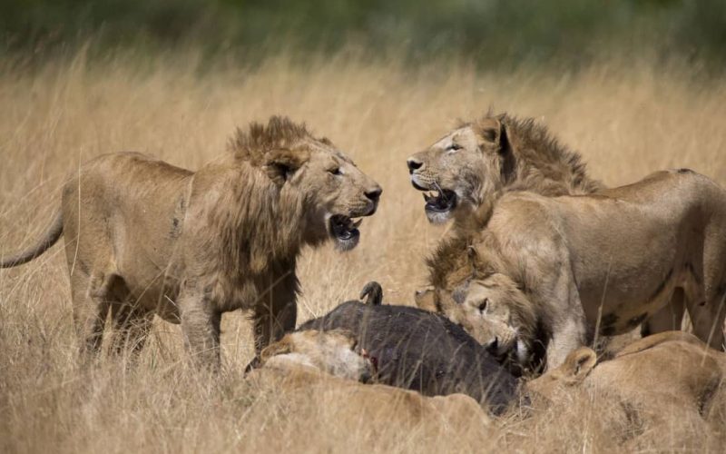 2 Days Akagera National Park Safari and Boat Ride Adventure, 7 Days Wildlife and Primate Safari Rwanda