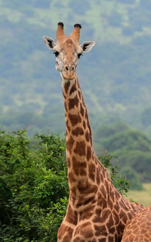 1 Day Akagera National Park Adventure