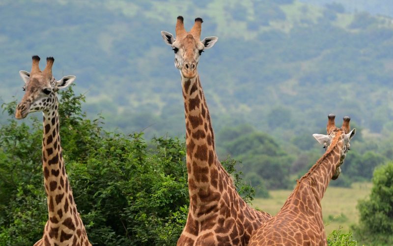 1 Day Akagera National Park Adventure