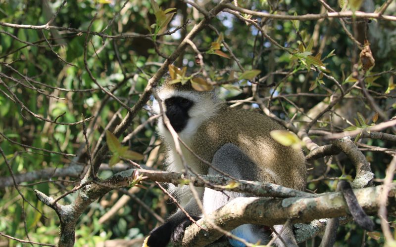 3 Days Nyungwe Chimpanzee Trek and Canopy Walkway