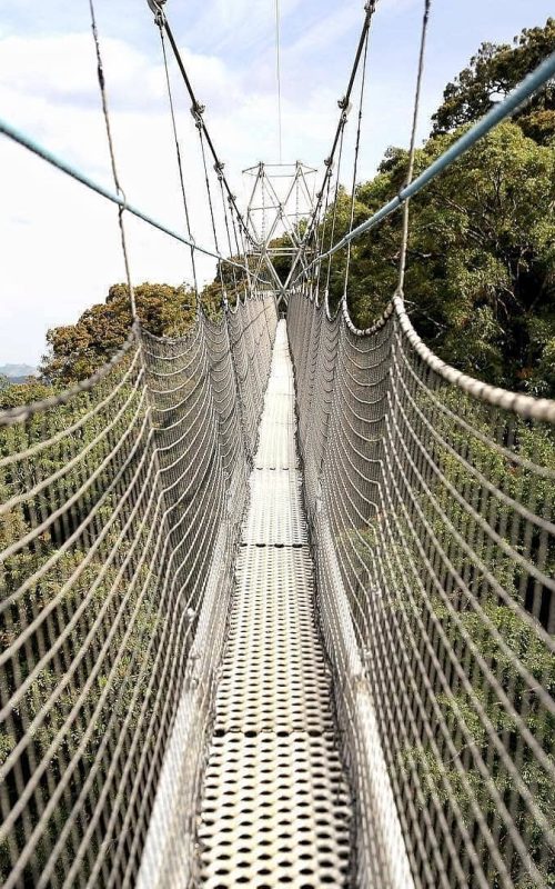 Safaris in Nyungwe National Park, 5 Days Nyungwe Safari and Lake Kivu Adventure, Primate Safaris in Rwanda, Chimpanzee Tracking Safaris, Safaris in nyungwe, nyungwe safaris, primate safaris in nyungwe national park, chimpanzee safaris in nyungwe, chimpanzee trekking in Rwanda, chimp treks, chimp trekking tours, chimpanzee trekking trips, watrefalls in nyungwe national park, birdwatching in nyungwe national park, canopy walkway in nyungwe national park, wildlife safaris in nyungwe national park, nyungwe tours, Nyungwe canopy, nyungwe waterfalls, nyungwe primates, l'hoest monkeys in nyungwe, black and white colobus monkeys in nyungwe national park, vervet mpnkeys in nyungwe national park, nyungwe tourism safaris, nyungwe trekking safaris, nyungwe trails, nyungwe trekking safaris and tours, trek the chimpanzees in nyungwe, 3 days nyungwe chimpanzee trekking and canopy walk adventure, canopy in africa, canopy walkway in africa, Canopy safaris, 5 days chimpanzee trekking in nyungwe national park, 5 days in nyungwe national park, 3 days in nyungwe national park, canopy walk way safaris in rwanda, nyungwe tea plantatuion, cultural tours in and near nyungwe national park, nyungwe, 9 days best of rwanda safari, 9 days rwanda safari, 9 days tour in rwanda