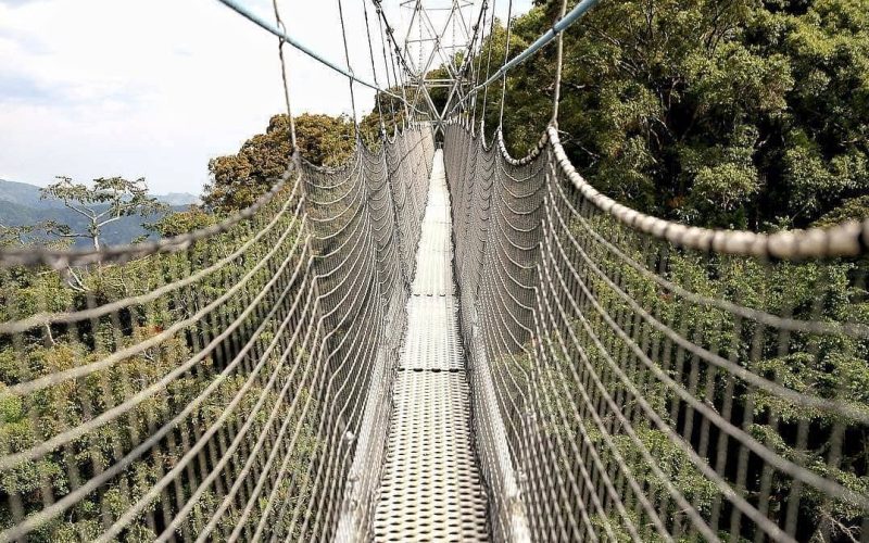 Safaris in Nyungwe National Park, 5 Days Nyungwe Safari and Lake Kivu Adventure, Primate Safaris in Rwanda, Chimpanzee Tracking Safaris, Safaris in nyungwe, nyungwe safaris, primate safaris in nyungwe national park, chimpanzee safaris in nyungwe, chimpanzee trekking in Rwanda, chimp treks, chimp trekking tours, chimpanzee trekking trips, watrefalls in nyungwe national park, birdwatching in nyungwe national park, canopy walkway in nyungwe national park, wildlife safaris in nyungwe national park, nyungwe tours, Nyungwe canopy, nyungwe waterfalls, nyungwe primates, l'hoest monkeys in nyungwe, black and white colobus monkeys in nyungwe national park, vervet mpnkeys in nyungwe national park, nyungwe tourism safaris, nyungwe trekking safaris, nyungwe trails, nyungwe trekking safaris and tours, trek the chimpanzees in nyungwe, 3 days nyungwe chimpanzee trekking and canopy walk adventure, canopy in africa, canopy walkway in africa, Canopy safaris, 5 days chimpanzee trekking in nyungwe national park, 5 days in nyungwe national park, 3 days in nyungwe national park, canopy walk way safaris in rwanda, nyungwe tea plantatuion, cultural tours in and near nyungwe national park, nyungwe, 9 days best of rwanda safari, 9 days rwanda safari, 9 days tour in rwanda