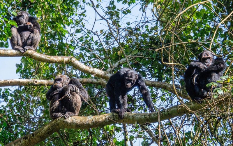 Safaris in Nyungwe National Park, 5 Days Nyungwe Safari and Lake Kivu Adventure, Primate Safaris in Rwanda, Chimpanzee Tracking Safaris, Safaris in nyungwe, nyungwe safaris, primate safaris in nyungwe national park, chimpanzee safaris in nyungwe, chimpanzee trekking in Rwanda, chimp treks, chimp trekking tours, chimpanzee trekking trips, watrefalls in nyungwe national park, birdwatching in nyungwe national park, canopy walkway in nyungwe national park, wildlife safaris in nyungwe national park, nyungwe tours, Nyungwe canopy, nyungwe waterfalls, nyungwe primates, l'hoest monkeys in nyungwe, black and white colobus monkeys in nyungwe national park, vervet mpnkeys in nyungwe national park, nyungwe tourism safaris, nyungwe trekking safaris, nyungwe trails, nyungwe trekking safaris and tours, trek the chimpanzees in nyungwe, 3 days nyungwe chimpanzee trekking and canopy walk adventure, canopy in africa, canopy walkway in africa, Canopy safaris, 5 days chimpanzee trekking in nyungwe national park, 5 days in nyungwe national park, 3 days in nyungwe national park, canopy walk way safaris in rwanda, nyungwe tea plantatuion, cultural tours in and near nyungwe national park, nyungwe, wildlife safaris in rwanda, wildlife tours in rwanda