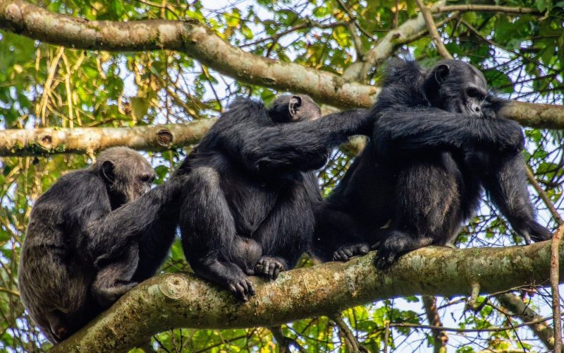 Safaris in Nyungwe National Park, Primate Safaris in Rwanda, Chimpanzee Tracking Safaris, Safaris in nyungwe, nyungwe safaris, primate safaris in nyungwe national park, chimpanzee safaris in nyungwe, chimpanzee trekking in Rwanda, chimp treks, chimp trekking tours, chimpanzee trekking trips, watrefalls in nyungwe national park, birdwatching in nyungwe national park, canopy walkway in nyungwe national park, wildlife safaris in nyungwe national park, nyungwe tours, Nyungwe canopy, nyungwe waterfalls, nyungwe primates, l'hoest monkeys in nyungwe, black and white colobus monkeys in nyungwe national park, vervet mpnkeys in nyungwe national park, nyungwe tourism safaris, nyungwe trekking safaris, nyungwe trails, nyungwe trekking safaris and tours, trek the chimpanzees in nyungwe, 3 days nyungwe chimpanzee trekking and canopy walk adventure, canopy in africa, canopy walkway in africa, Canopy safaris, 5 days chimpanzee trekking in nyungwe national park, 5 days in nyungwe national park, 3 days in nyungwe national park, canopy walk way safaris in rwanda, nyungwe tea plantatuion, cultural tours in and near nyungwe national park, nyungwe, 5 Days Nyungwe Safari and Lake Kivu Adventure, guided safaris in rwanda
