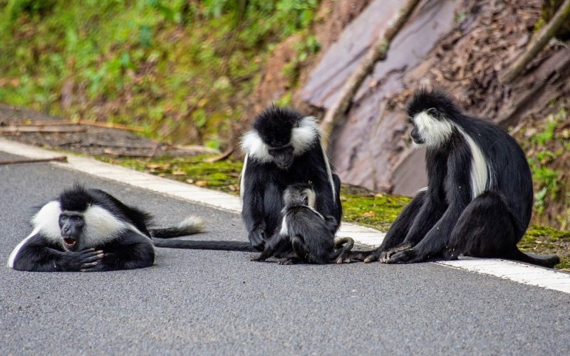 Safaris in Nyungwe National Park, 5 Days Nyungwe Safari and Lake Kivu Adventure, Primate Safaris in Rwanda, Chimpanzee Tracking Safaris, Safaris in nyungwe, nyungwe safaris, primate safaris in nyungwe national park, chimpanzee safaris in nyungwe, chimpanzee trekking in Rwanda, chimp treks, chimp trekking tours, chimpanzee trekking trips, watrefalls in nyungwe national park, birdwatching in nyungwe national park, canopy walkway in nyungwe national park, wildlife safaris in nyungwe national park, nyungwe tours, Nyungwe canopy, nyungwe waterfalls, nyungwe primates, l'hoest monkeys in nyungwe, black and white colobus monkeys in nyungwe national park, vervet mpnkeys in nyungwe national park, nyungwe tourism safaris, nyungwe trekking safaris, nyungwe trails, nyungwe trekking safaris and tours, trek the chimpanzees in nyungwe, 3 days nyungwe chimpanzee trekking and canopy walk adventure, canopy in africa, canopy walkway in africa, Canopy safaris, 5 days chimpanzee trekking in nyungwe national park, 5 days in nyungwe national park, 3 days in nyungwe national park, canopy walk way safaris in rwanda, nyungwe tea plantatuion, cultural tours in and near nyungwe national park, nyungwe
