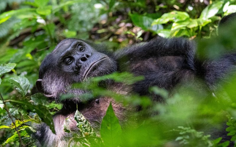 Safaris in Nyungwe National Park, Primate Safaris in Rwanda, Chimpanzee Tracking Safaris, Safaris in nyungwe, nyungwe safaris, primate safaris in nyungwe national park, chimpanzee safaris in nyungwe, chimpanzee trekking in Rwanda, chimp treks, chimp trekking tours, chimpanzee trekking trips, watrefalls in nyungwe national park, birdwatching in nyungwe national park, canopy walkway in nyungwe national park, wildlife safaris in nyungwe national park, nyungwe tours, Nyungwe canopy, nyungwe waterfalls, nyungwe primates, l'hoest monkeys in nyungwe, black and white colobus monkeys in nyungwe national park, vervet mpnkeys in nyungwe national park, nyungwe tourism safaris, nyungwe trekking safaris, nyungwe trails, nyungwe trekking safaris and tours, trek the chimpanzees in nyungwe, 3 days nyungwe chimpanzee trekking and canopy walk adventure, canopy in africa, canopy walkway in africa, Canopy safaris, 5 days chimpanzee trekking in nyungwe national park, 5 days in nyungwe national park, 3 days in nyungwe national park, canopy walk way safaris in rwanda, nyungwe tea plantatuion, cultural tours in and near nyungwe national park, nyungwe, guided safaris in rwanda