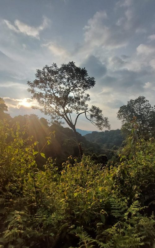 Safaris in Nyungwe National Park, Primate Safaris in Rwanda, Chimpanzee Tracking Safaris, Safaris in nyungwe, nyungwe safaris, primate safaris in nyungwe national park, chimpanzee safaris in nyungwe, chimpanzee trekking in Rwanda, chimp treks, chimp trekking tours, chimpanzee trekking trips, watrefalls in nyungwe national park, birdwatching in nyungwe national park, canopy walkway in nyungwe national park, wildlife safaris in nyungwe national park, nyungwe tours, Nyungwe canopy, nyungwe waterfalls, nyungwe primates, l'hoest monkeys in nyungwe, black and white colobus monkeys in nyungwe national park, vervet mpnkeys in nyungwe national park, nyungwe tourism safaris, nyungwe trekking safaris, nyungwe trails, nyungwe trekking safaris and tours, trek the chimpanzees in nyungwe, 3 days nyungwe chimpanzee trekking and canopy walk adventure, canopy in africa, canopy walkway in africa, Canopy safaris, 5 days chimpanzee trekking in nyungwe national park, 5 days in nyungwe national park, 3 days in nyungwe national park, canopy walk way safaris in rwanda, nyungwe tea plantatuion, cultural tours in and near nyungwe national park, nyungwe