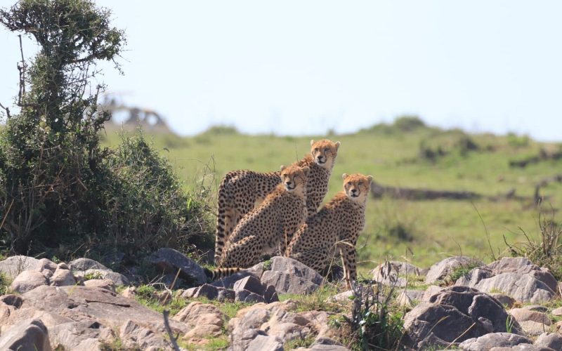 7 Days Wildlife and Primate Safari Rwanda, guided safaris in rwanda