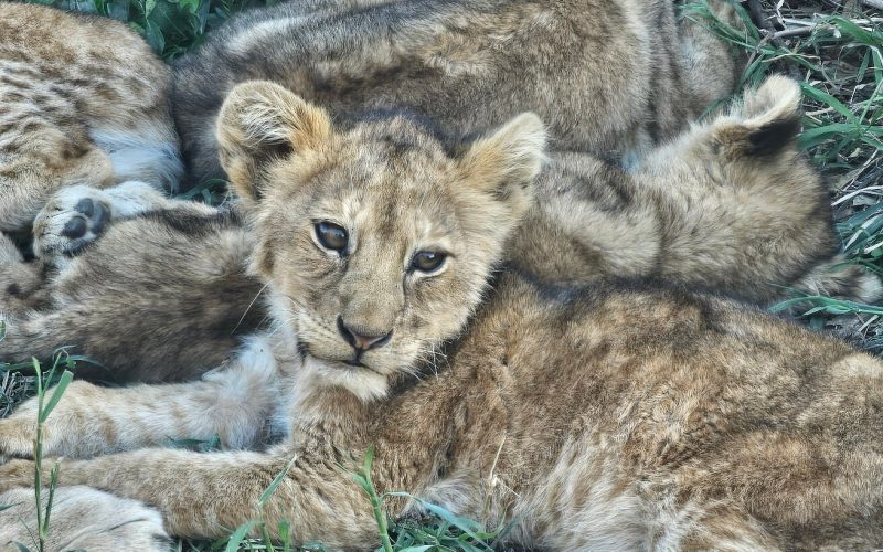 2 Days Akagera National Park Safari and Boat Ride Adventure, 15 days best of rwanda