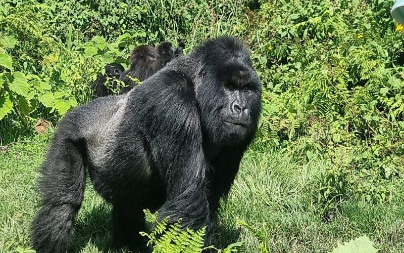 mountain gorilla trekking in volcanoes national park, 4 Days Rwanda Gorilla Safari, 7 Days Wildlife and Primate Safari Rwanda