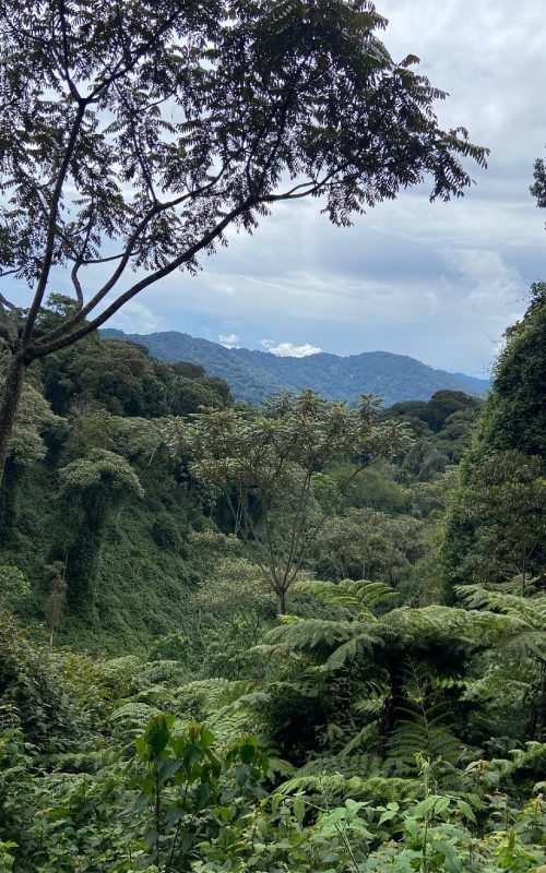 Safaris in Nyungwe National Park, 5 Days Nyungwe Safari and Lake Kivu Adventure, Primate Safaris in Rwanda, Chimpanzee Tracking Safaris, Safaris in nyungwe, nyungwe safaris, primate safaris in nyungwe national park, chimpanzee safaris in nyungwe, chimpanzee trekking in Rwanda, chimp treks, chimp trekking tours, chimpanzee trekking trips, watrefalls in nyungwe national park, birdwatching in nyungwe national park, canopy walkway in nyungwe national park, wildlife safaris in nyungwe national park, nyungwe tours, Nyungwe canopy, nyungwe waterfalls, nyungwe primates, l'hoest monkeys in nyungwe, black and white colobus monkeys in nyungwe national park, vervet mpnkeys in nyungwe national park, nyungwe tourism safaris, nyungwe trekking safaris, nyungwe trails, nyungwe trekking safaris and tours, trek the chimpanzees in nyungwe, 3 days nyungwe chimpanzee trekking and canopy walk adventure, canopy in africa, canopy walkway in africa, Canopy safaris, 5 days chimpanzee trekking in nyungwe national park, 5 days in nyungwe national park, 3 days in nyungwe national park, canopy walk way safaris in rwanda, nyungwe tea plantatuion, cultural tours in and near nyungwe national park, nyungwe