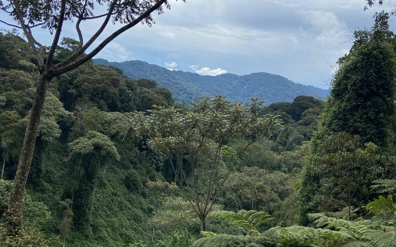 Safaris in Nyungwe National Park, 5 Days Nyungwe Safari and Lake Kivu Adventure, Primate Safaris in Rwanda, Chimpanzee Tracking Safaris, Safaris in nyungwe, nyungwe safaris, primate safaris in nyungwe national park, chimpanzee safaris in nyungwe, chimpanzee trekking in Rwanda, chimp treks, chimp trekking tours, chimpanzee trekking trips, watrefalls in nyungwe national park, birdwatching in nyungwe national park, canopy walkway in nyungwe national park, wildlife safaris in nyungwe national park, nyungwe tours, Nyungwe canopy, nyungwe waterfalls, nyungwe primates, l'hoest monkeys in nyungwe, black and white colobus monkeys in nyungwe national park, vervet mpnkeys in nyungwe national park, nyungwe tourism safaris, nyungwe trekking safaris, nyungwe trails, nyungwe trekking safaris and tours, trek the chimpanzees in nyungwe, 3 days nyungwe chimpanzee trekking and canopy walk adventure, canopy in africa, canopy walkway in africa, Canopy safaris, 5 days chimpanzee trekking in nyungwe national park, 5 days in nyungwe national park, 3 days in nyungwe national park, canopy walk way safaris in rwanda, nyungwe tea plantatuion, cultural tours in and near nyungwe national park, nyungwe