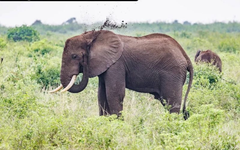 15 days best of rwanda