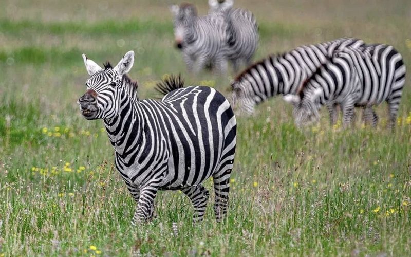 15 days best of rwanda