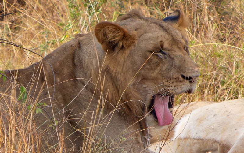 15 days best of rwanda