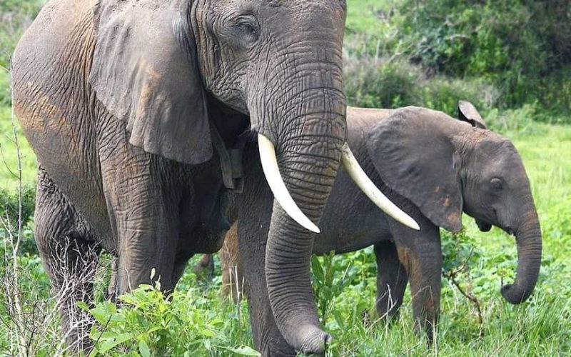 9 days best of rwanda safari, 9 days rwanda safari, 9 days tour in rwanda, 15 days best of rwanda, Safaris in Rwanda You Can Combine with Gorilla Trekking