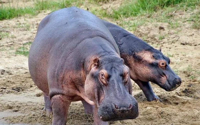 9 days best of rwanda safari, 9 days rwanda safari, 9 days tour in rwanda