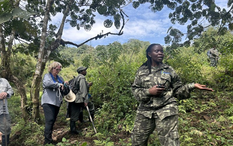 mountain gorilla trekking in volcanoes national park, 15 days best of rwanda, guided safaris in rwanda