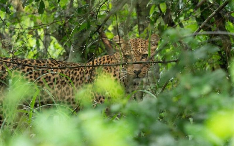 9 days best of rwanda safari, 9 days rwanda safari, 9 days tour in rwanda