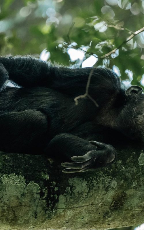 Safaris in Nyungwe National Park, Primate Safaris in Rwanda, Chimpanzee Tracking Safaris, Safaris in nyungwe, nyungwe safaris, primate safaris in nyungwe national park, chimpanzee safaris in nyungwe, chimpanzee trekking in Rwanda, chimp treks, chimp trekking tours, chimpanzee trekking trips, watrefalls in nyungwe national park, birdwatching in nyungwe national park, canopy walkway in nyungwe national park, wildlife safaris in nyungwe national park, nyungwe tours, Nyungwe canopy, nyungwe waterfalls, nyungwe primates, l'hoest monkeys in nyungwe, black and white colobus monkeys in nyungwe national park, vervet mpnkeys in nyungwe national park, nyungwe tourism safaris, nyungwe trekking safaris, nyungwe trails, nyungwe trekking safaris and tours, trek the chimpanzees in nyungwe, 3 days nyungwe chimpanzee trekking and canopy walk adventure, canopy in africa, canopy walkway in africa, Canopy safaris, 5 days chimpanzee trekking in nyungwe national park, 5 days in nyungwe national park, 3 days in nyungwe national park, canopy walk way safaris in rwanda, nyungwe tea plantatuion, cultural tours in and near nyungwe national park, nyungwe, 6 Days Rwanda Gorilla Trekking and Lake Kivu Adventure, 6 Days Rwanda Gorilla Trekking, 6 days Lake Kivu Adventure, wildlife safaris in rwanda, wildlife tours in rwanda