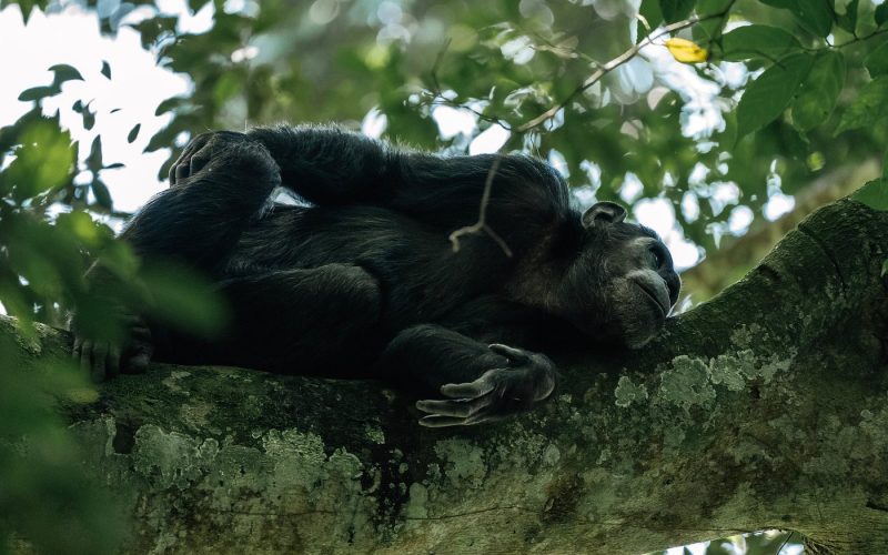 Safaris in Nyungwe National Park, Primate Safaris in Rwanda, Chimpanzee Tracking Safaris, Safaris in nyungwe, nyungwe safaris, primate safaris in nyungwe national park, chimpanzee safaris in nyungwe, chimpanzee trekking in Rwanda, chimp treks, chimp trekking tours, chimpanzee trekking trips, watrefalls in nyungwe national park, birdwatching in nyungwe national park, canopy walkway in nyungwe national park, wildlife safaris in nyungwe national park, nyungwe tours, Nyungwe canopy, nyungwe waterfalls, nyungwe primates, l'hoest monkeys in nyungwe, black and white colobus monkeys in nyungwe national park, vervet mpnkeys in nyungwe national park, nyungwe tourism safaris, nyungwe trekking safaris, nyungwe trails, nyungwe trekking safaris and tours, trek the chimpanzees in nyungwe, 3 days nyungwe chimpanzee trekking and canopy walk adventure, canopy in africa, canopy walkway in africa, Canopy safaris, 5 days chimpanzee trekking in nyungwe national park, 5 days in nyungwe national park, 3 days in nyungwe national park, canopy walk way safaris in rwanda, nyungwe tea plantatuion, cultural tours in and near nyungwe national park, nyungwe, 6 Days Rwanda Gorilla Trekking and Lake Kivu Adventure, 6 Days Rwanda Gorilla Trekking, 6 days Lake Kivu Adventure, wildlife safaris in rwanda, wildlife tours in rwanda