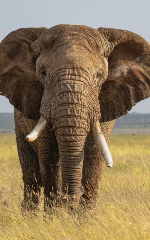 2 Days Akagera National Park Safari and Boat Ride Adventure