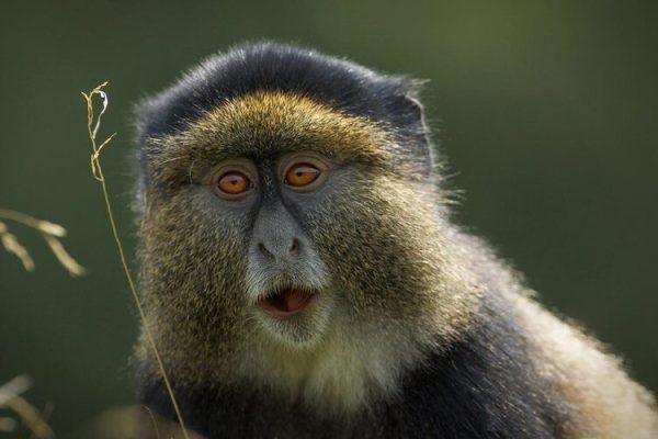 golden-monkeys-in-rwanda (2) golden-monkeys-in-rwanda (2)