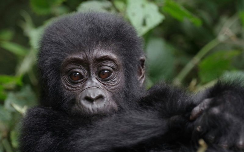 1 Day Gorilla Trekking Safari in Rwanda
