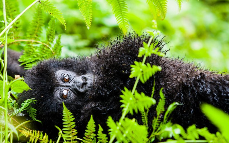 4 Days Rwanda Gorilla Safari, 6 Days Rwanda Gorilla Trekking and Lake Kivu Adventure, 6 Days Rwanda Gorilla Trekking, 6 days Lake Kivu Adventure, 15 days best of rwanda, gorillas in rwanda