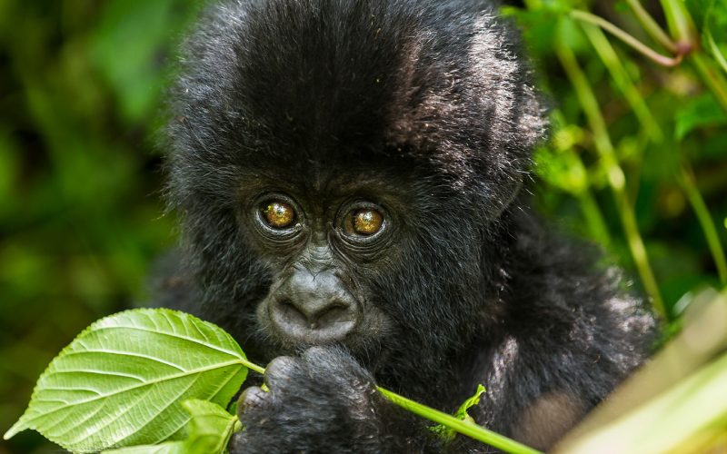 Gorilla Tracking Rules in Rwanda, Volcanoes National Park, 4 Days Rwanda Gorilla Safari, go gorilla trekking in rwanda