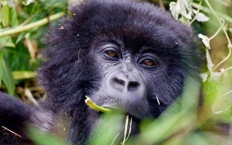 Rwanda Gorilla Trekking Safaris, Primate Tours, rwanda safaris, rwanda gorilla trekking, 1 Day Gorilla Trekking Safari in Rwanda, 3 Days Gorilla and Golden Monkey Trekking in Rwanda, Rwanda Safaris