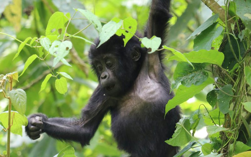 1 Day Gorilla Trekking Safari in Rwanda