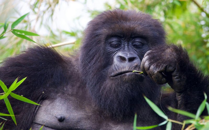 15 days best of rwanda, gorillas in rwanda, gorilla trekking in rwanda