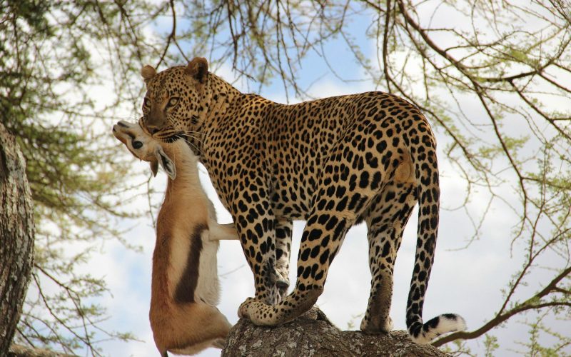 2 Days Akagera National Park Safari and Boat Ride Adventure, 5 Days Akagera Big 5 Safari & Cultural Tour Rwanda