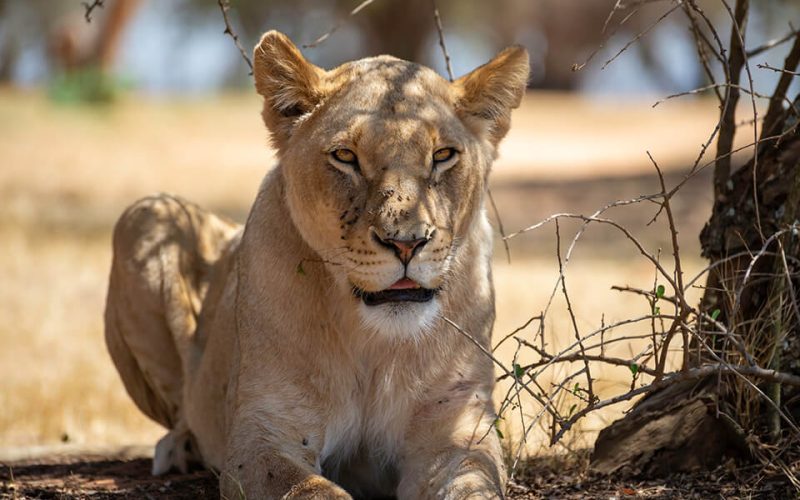 3 Days Akagera National Park Adventure and Kigali City Tour, 5 Days Akagera Big 5 Safari & Cultural Tour Rwanda