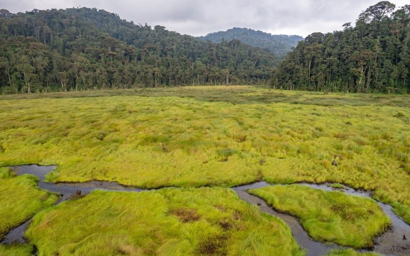 Safaris in Nyungwe National Park, Primate Safaris in Rwanda, Chimpanzee Tracking Safaris, Safaris in nyungwe, nyungwe safaris, primate safaris in nyungwe national park, chimpanzee safaris in nyungwe, chimpanzee trekking in Rwanda, chimp treks, chimp trekking tours, chimpanzee trekking trips, watrefalls in nyungwe national park, birdwatching in nyungwe national park, canopy walkway in nyungwe national park, wildlife safaris in nyungwe national park, nyungwe tours, Nyungwe canopy, nyungwe waterfalls, nyungwe primates, l'hoest monkeys in nyungwe, black and white colobus monkeys in nyungwe national park, vervet mpnkeys in nyungwe national park, nyungwe tourism safaris, nyungwe trekking safaris, nyungwe trails, nyungwe trekking safaris and tours, trek the chimpanzees in nyungwe, 3 days nyungwe chimpanzee trekking and canopy walk adventure, canopy in africa, canopy walkway in africa, Canopy safaris, 5 days chimpanzee trekking in nyungwe national park, 5 days in nyungwe national park, 3 days in nyungwe national park, canopy walk way safaris in rwanda, nyungwe tea plantatuion, cultural tours in and near nyungwe national park, nyungwe, 15 days best of rwanda