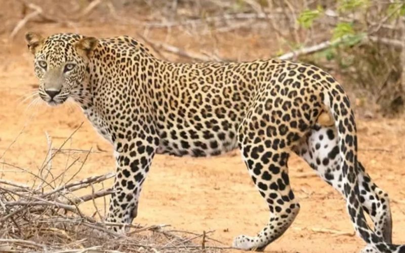 3 Days Akagera National Park Adventure and Kigali City Tour, 15 days best of rwanda