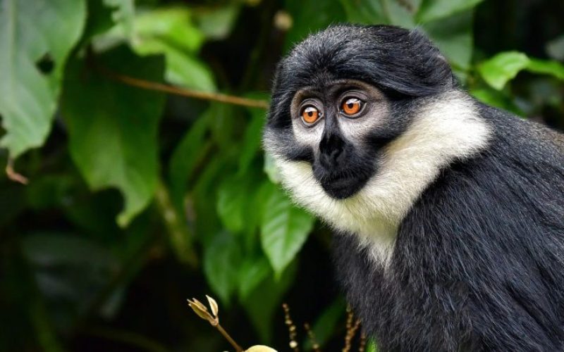 Monkey Trekking in Nyungwe National Park, 3 Days Nyungwe Chimpanzee Trek and Canopy Walkway, Safaris in Nyungwe National Park, Primate Safaris in Rwanda, Chimpanzee Tracking Safaris, Safaris in nyungwe, nyungwe safaris, primate safaris in nyungwe national park, chimpanzee safaris in nyungwe, chimpanzee trekking in Rwanda, chimp treks, chimp trekking tours, chimpanzee trekking trips, watrefalls in nyungwe national park, birdwatching in nyungwe national park, canopy walkway in nyungwe national park, wildlife safaris in nyungwe national park, nyungwe tours, Nyungwe canopy, nyungwe waterfalls, nyungwe primates, l'hoest monkeys in nyungwe, black and white colobus monkeys in nyungwe national park, vervet mpnkeys in nyungwe national park, nyungwe tourism safaris, nyungwe trekking safaris, nyungwe trails, nyungwe trekking safaris and tours, trek the chimpanzees in nyungwe, 3 days nyungwe chimpanzee trekking and canopy walk adventure, canopy in africa, canopy walkway in africa, Canopy safaris, 5 days chimpanzee trekking in nyungwe national park, 5 days in nyungwe national park, 3 days in nyungwe national park, canopy walk way safaris in rwanda, nyungwe tea plantatuion, cultural tours in and near nyungwe national park, nyungwe