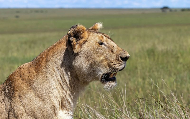 Budget friendly safaris in Rwanda, 1 Day Akagera National Park Adventure