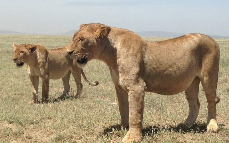 5 Days Rwanda Safari & Lake Kivu Safari