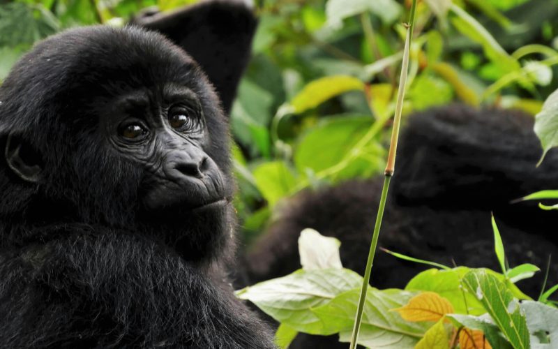 2 Days Gorilla Trekking in Volcanoes National Park, Rwanda
